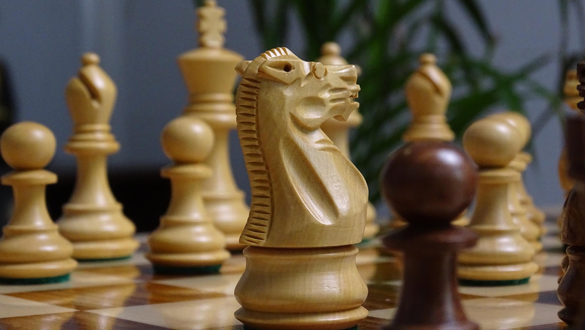 The 3.0" Stallion Weighted Staunton Chess Pieces in Sheesham Wood and Boxwood - 600 Grams Weight